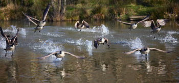 Geese taking off The image shows a group of Geese taking off from the surface of a lake, with splashes of water marking their departure, captured during the early afternoon in winter. The photograph is a landscape nature shot, prominently featuring animals interacting with their environment. The scene is set in a natural area bordered by grasses and shrubs, highlighting the dynamic moment as multiple Geese lift off in coordinated flight. The natural habitat and the energetic movement of the animals emphasize the vitality of nature in this wintertime setting.